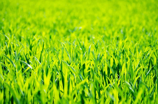 Grünes Gras von einem Feld — Stockfoto