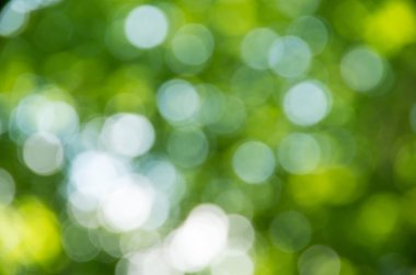 Doğal yeşil arkaplan bulanık.