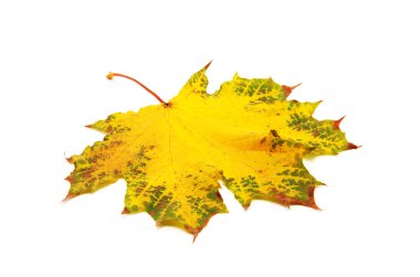 Sonbahar akçaağaç yaprağı beyaz arkaplanda izole edildi
