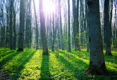Güzellik vahşi yeşil orman 