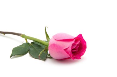 Pembe Gül beyaz arkaplanda izole edildi