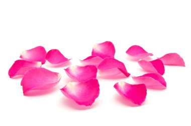 Beyaz arka planda gül yaprakları