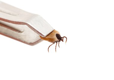 Keneler, beyaz arkaplanda izole edilmiş.