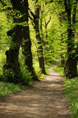 Yeşil ormanda bir patika var.