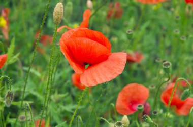 Kırmızı gelincikler yeşil alanda
