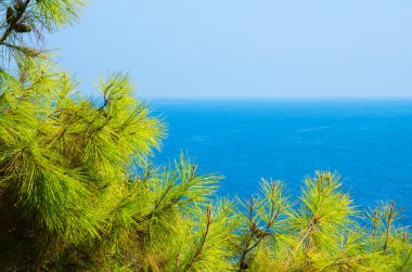 Turkuaz deniz zeminli çam ağacı dalları Akdeniz doğası