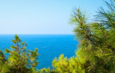 Turkuaz deniz zeminli çam ağacı dalları Akdeniz doğası