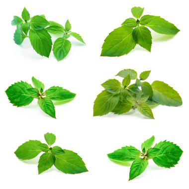 Beyaza izole edilmiş taze nane. Koleksiyon