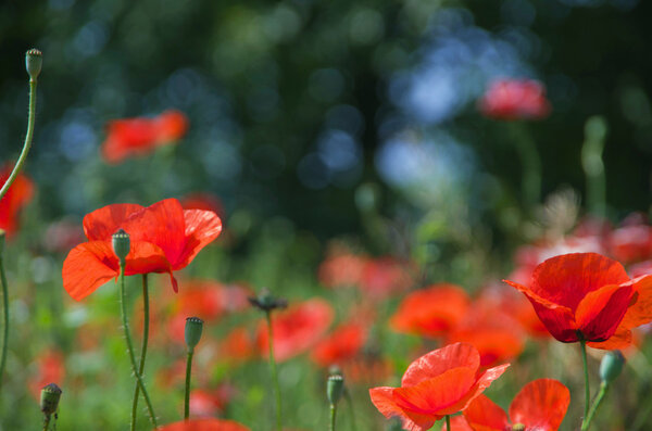 Field of red poppies