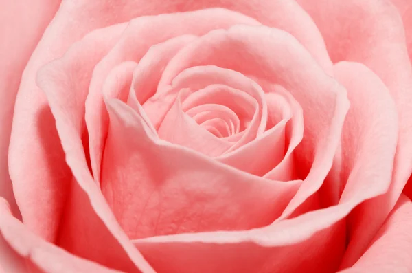 Close up macro of a peach rose — Stock Photo, Image
