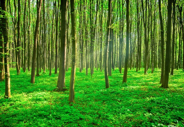 Genç orman yeşil ince ağaçlarda — Stok fotoğraf