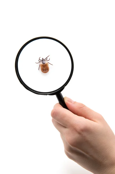 Health danger - disease-carrier ticks — Stock Photo, Image