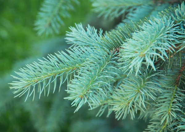 Blue Spruce Branches Green Background — Stock Photo, Image