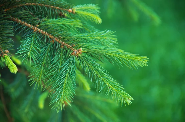 Young branches of spruce in spring — Stock Photo, Image