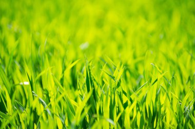 Bir tarladan yeşil çimen dokusu