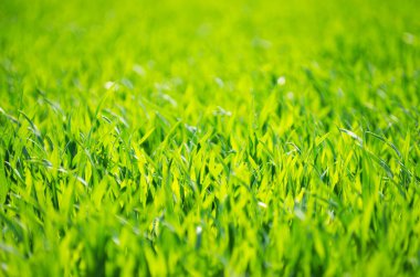 Bir tarladan yeşil çimen dokusu