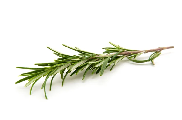 Twig of rosemary on a white background — Stock Photo, Image