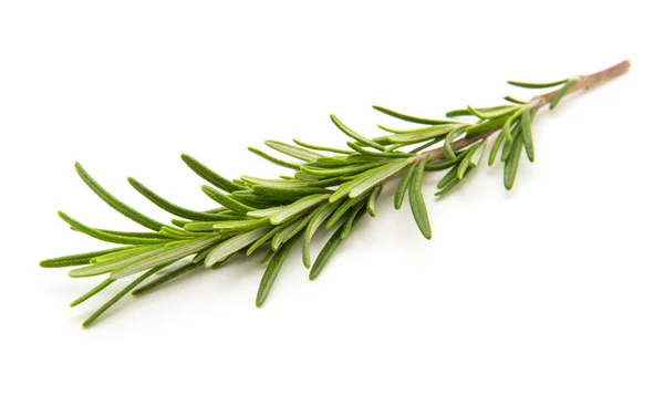 Twig of rosemary on a white background — Stock Photo, Image