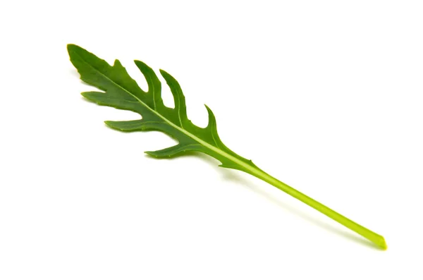 흰 바탕에 분리되어 있는 녹색아러 굴라 잎 — 스톡 사진