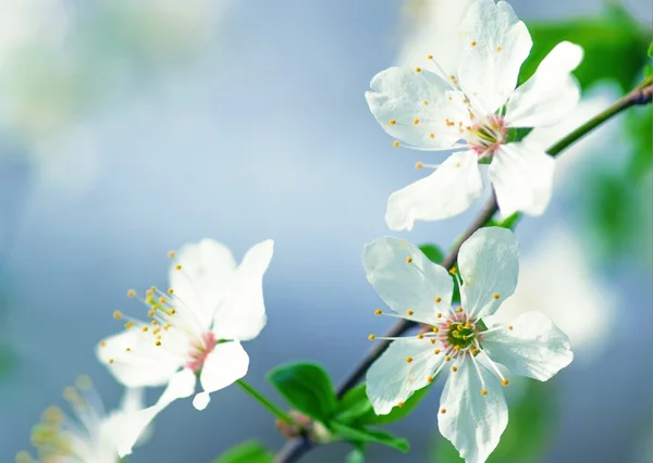 春の白い桜 — ストック写真