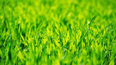 Bir tarladan yeşil çimen dokusu