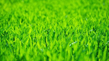 Bir tarladan yeşil çimen dokusu