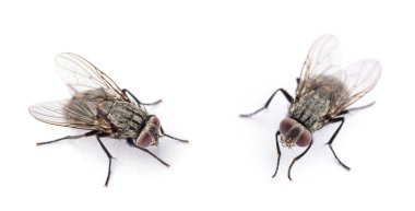 fly isolated on a white clipart