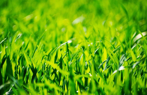 Green Grass Texture Field — Stock Photo, Image