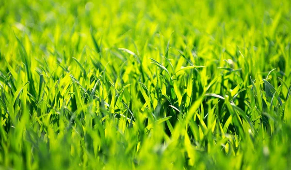 Green Grass Texture Field — Stock Photo, Image