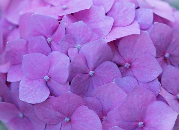 ピンクのアジサイの背景 ホルテンシアの花の表面 — ストック写真