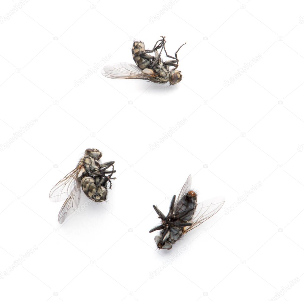 Dead Fly isolated white background.