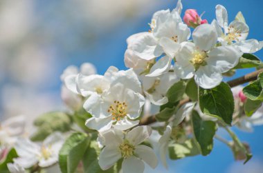 Bahar Elma Çiçeği mavi gökyüzünde.