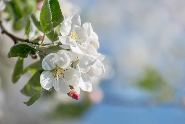 Wiosna Jabłko Kwiat Nad Błękitnym Niebem — Zdjęcie stockowe