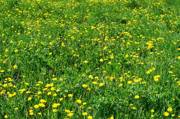 Dandelions Meadow — Stock Photo, Image