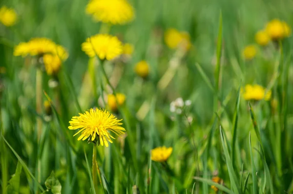 Çayırda karahindibalar.