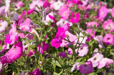 Petunya çiçekleri kapanıyor