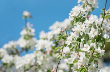Bahar Elma Çiçeği mavi gökyüzünde.