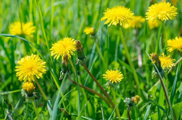 Dandelions in the meadow.