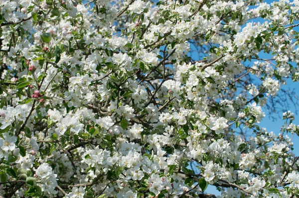 Spring Apple Blossom Blue Sky Stock Photo
