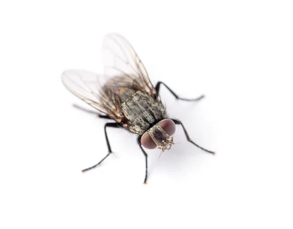 Mosca Aislada Sobre Blanco — Foto de Stock