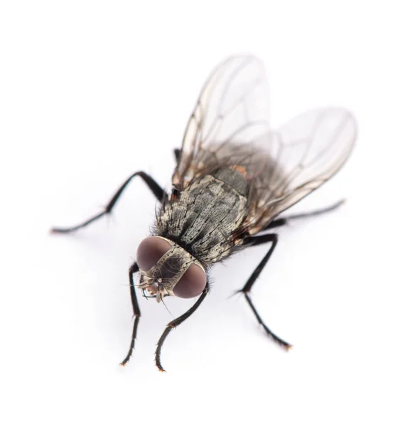 Mosca Aislada Sobre Blanco — Foto de Stock