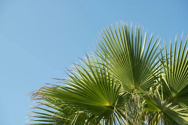 Fondo Tropical Palmeras Contra Cielo Azul — Foto de Stock