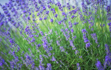 Lavanta çiçeğine seçici ve yumuşak odaklı, yazın güzel lavanta çiçeği