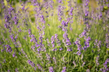 Lavanta çiçeğine seçici ve yumuşak odaklı, yazın güzel lavanta çiçeği