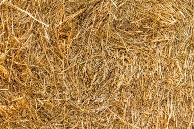 Saman dokusu. Saman balyaları büyük yığın halinde istiflenir. Tarımda hasat..