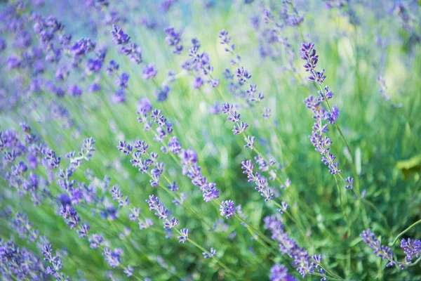 Lavanta çiçeğine seçici ve yumuşak odaklı, yazın güzel lavanta çiçeği