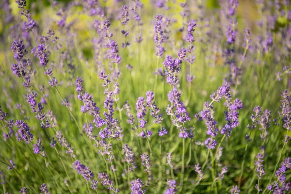 Lavanta çiçeğine seçici ve yumuşak odaklı, yazın güzel lavanta çiçeği