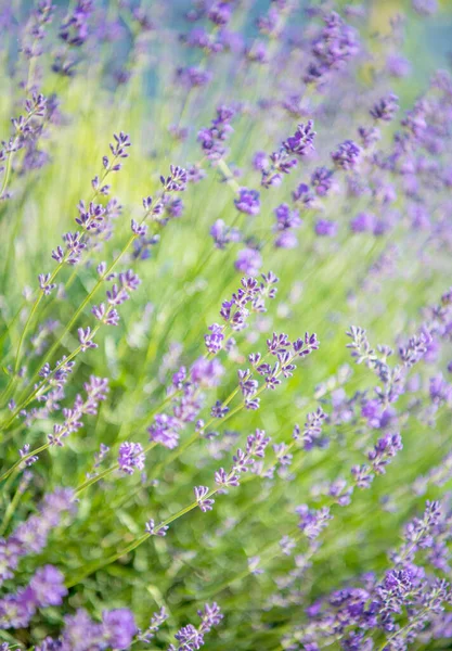 Selektywny Miękki Nacisk Kwiat Lawendy Piękny Kwiat Lawendy Lecie — Zdjęcie stockowe