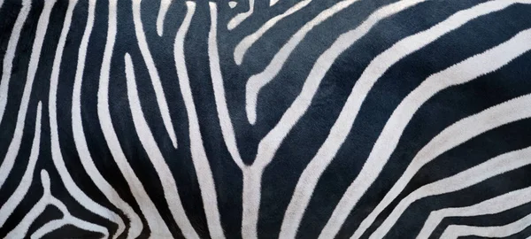 Natural Texture Zebra Skin — Stock Photo, Image