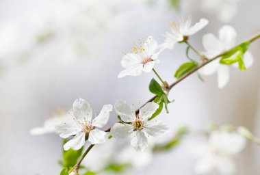 Baharda beyaz kiraz ağacı çiçeği